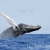 whale_humpback_h_00477_dom2525.jpg